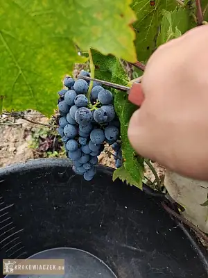 Winobranie 2026 Francja - KRAKOWIACZEK.EU