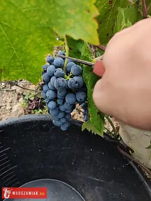 Winobranie 2026 Francja - KRAKOWIACZEK.EU